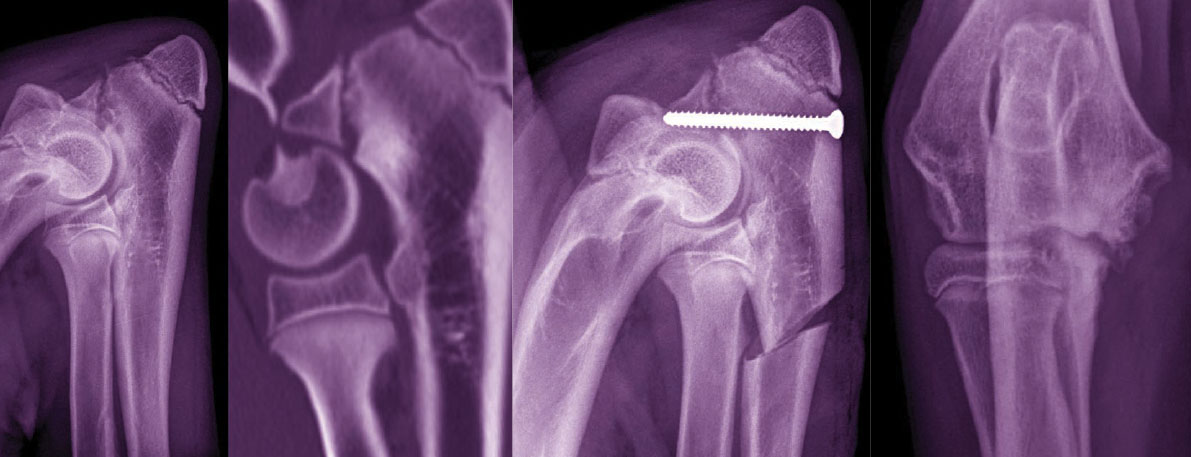 Vi Orthopaedic Symposium 2022 - “Everything Thoracic Limb” 1 • Provet Vi Australia